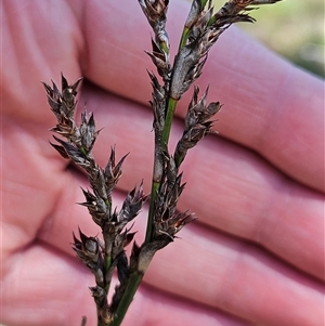 Lepidosperma laterale at Hawker, ACT - 16 Oct 2024 12:40 PM