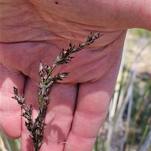 Lepidosperma laterale at Hawker, ACT - 16 Oct 2024 12:40 PM