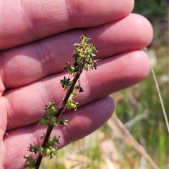 Acaena x ovina (Sheep's Burr) at Hawker, ACT - 16 Oct 2024 by sangio7