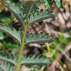 Acaena x ovina at Hawker, ACT - 16 Oct 2024