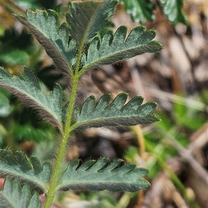 Acaena x ovina at Hawker, ACT - 16 Oct 2024