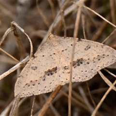 Taxeotis stereospila (Oval-spot Taxeotis (Oenochrominae) at Strathnairn, ACT - 17 Oct 2024 by Thurstan