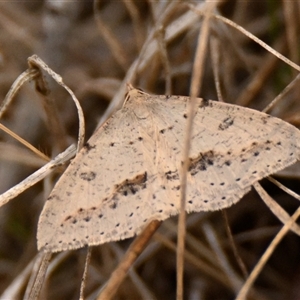 Taxeotis stereospila at Strathnairn, ACT - 17 Oct 2024 10:16 AM