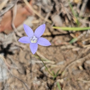 Wahlenbergia capillaris at Hawker, ACT - 16 Oct 2024