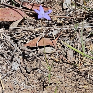 Wahlenbergia capillaris at Hawker, ACT - 16 Oct 2024