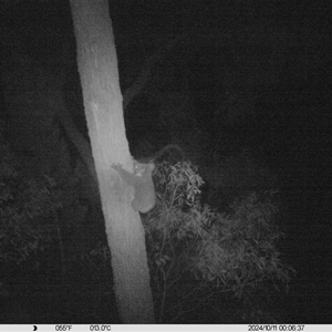 Phascolarctos cinereus at Baranduda, VIC - 11 Oct 2024 12:06 AM