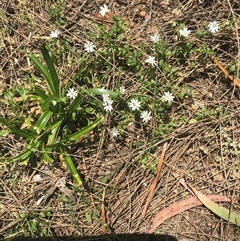 Stellaria (genus) at Murrah, NSW - 17 Oct 2024 by ludomcferran