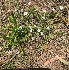 Stellaria sp. at Murrah, NSW - 17 Oct 2024 by ludomcferran