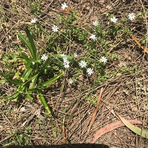 Stellaria sp. at Murrah, NSW by ludomcferran