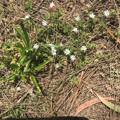 Stellaria sp. at Murrah, NSW - 17 Oct 2024 by ludomcferran