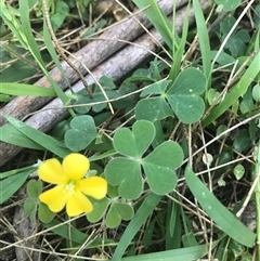 Oxalis sp. (Wood Sorrel) at Murrah, NSW - 17 Oct 2024 by ludomcferran