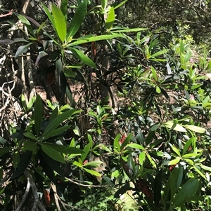 Tristaniopsis laurina (Kanooka, Water Gum) at Murrah, NSW by ludomcferran