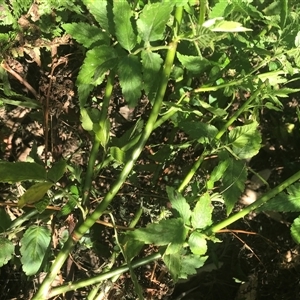 Rubus rosifolius at Murrah, NSW - 17 Oct 2024 12:41 PM