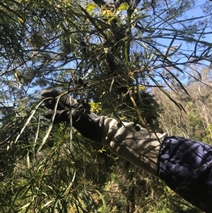 Lomatia myricoides at Murrah, NSW - 17 Oct 2024