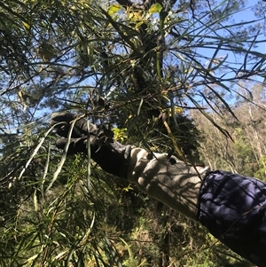 Lomatia myricoides at Murrah, NSW - 17 Oct 2024 10:50 AM