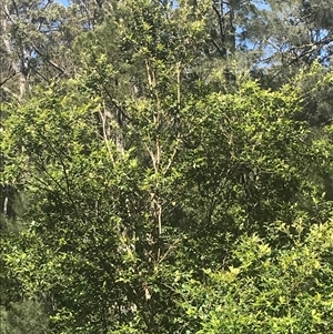 Backhousia myrtifolia at Murrah, NSW by ludomcferran