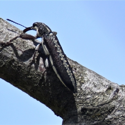 Rhinotia sp. (genus) (Unidentified Rhinotia weevil) at Holt, ACT - 16 Oct 2024 by Thurstan