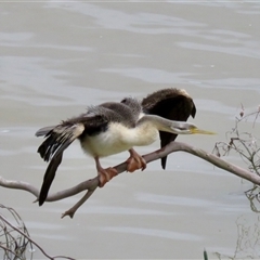 Anhinga novaehollandiae (Australasian Darter) at Burradoo, NSW - 15 Oct 2024 by Span102