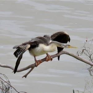 Anhinga novaehollandiae at Burradoo, NSW - 15 Oct 2024