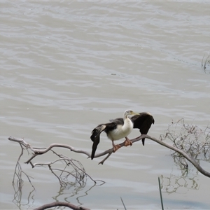 Anhinga novaehollandiae at Burradoo, NSW - 15 Oct 2024 10:53 AM