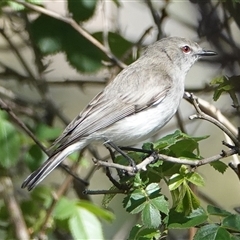 Gerygone fusca (Western Gerygone) at Hall, ACT - 16 Oct 2024 by Anna123