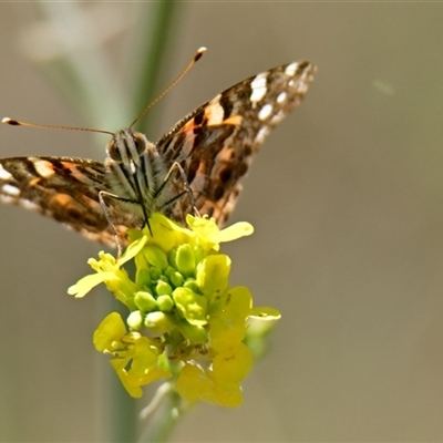 Vanessa kershawi (Australian Painted Lady) at Holt, ACT - 17 Oct 2024 by Thurstan