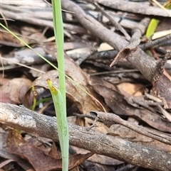 Calochilus paludosus at Monga, NSW - suppressed