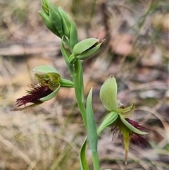 Calochilus paludosus at Monga, NSW - suppressed