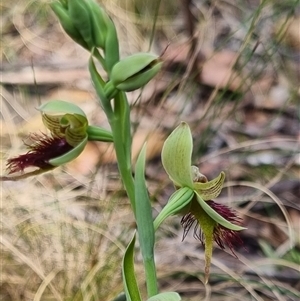 Calochilus paludosus at Monga, NSW - suppressed