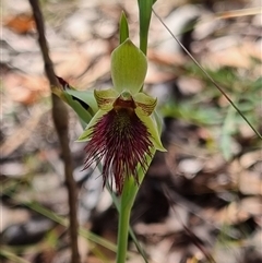 Calochilus paludosus at Monga, NSW - suppressed