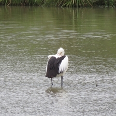 Pelecanus conspicillatus (Australian Pelican) at Moss Vale, NSW - 15 Oct 2024 by Span102