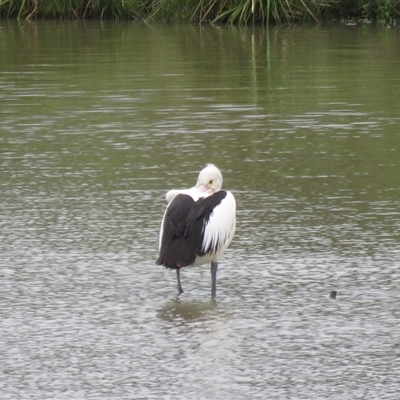 Pelecanus conspicillatus (Australian Pelican) at Moss Vale, NSW - 15 Oct 2024 by Span102