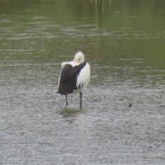 Pelecanus conspicillatus at Moss Vale, NSW - 15 Oct 2024 10:49 AM