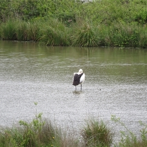 Pelecanus conspicillatus at Moss Vale, NSW - 15 Oct 2024 10:49 AM