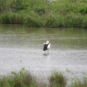 Pelecanus conspicillatus at Moss Vale, NSW - 15 Oct 2024 10:49 AM