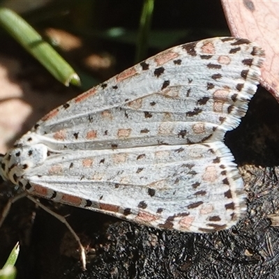 Utetheisa pulchelloides (Heliotrope Moth) at Hall, ACT - 16 Oct 2024 by Anna123