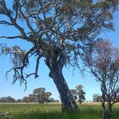 Eucalyptus viminalis at Cavendish, VIC - 7 Dec 2019 by MB