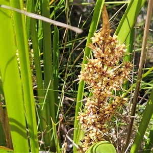 Lomandra longifolia at Hawker, ACT - 16 Oct 2024 11:54 AM