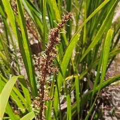 Lomandra longifolia at Hawker, ACT - 16 Oct 2024 11:54 AM