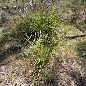 Lomandra longifolia at Hawker, ACT - 16 Oct 2024