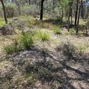 Lomandra longifolia at Hawker, ACT - 16 Oct 2024 11:54 AM