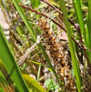 Lomandra longifolia at Hawker, ACT - 16 Oct 2024 12:06 PM