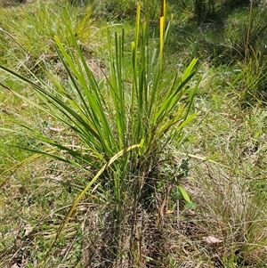 Lomandra longifolia at Hawker, ACT - 16 Oct 2024 12:06 PM