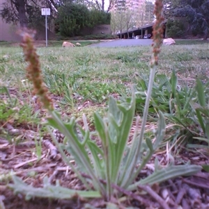 Plantago varia at Kingston, ACT - 10 Oct 2010 08:27 AM