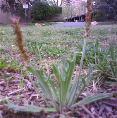 Plantago varia (Native Plaintain) at Kingston, ACT - 10 Oct 2010 by JasonPStewartNMsnc2016