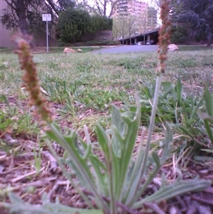 Plantago varia at Kingston, ACT - 10 Oct 2010 08:27 AM