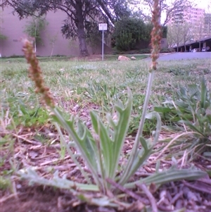 Plantago varia at Kingston, ACT - 10 Oct 2010 08:27 AM