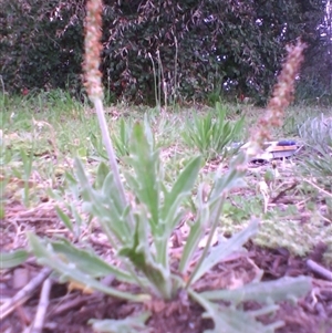 Plantago varia at Kingston, ACT - 10 Oct 2010 08:27 AM