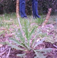 Plantago varia at Kingston, ACT - 10 Oct 2010 08:27 AM