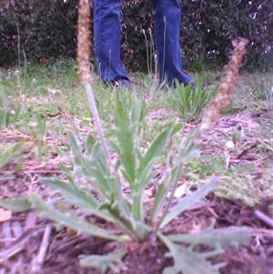 Plantago varia at Kingston, ACT - 10 Oct 2010 08:27 AM